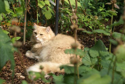 Floris von der Gronau - Sibirische Katze